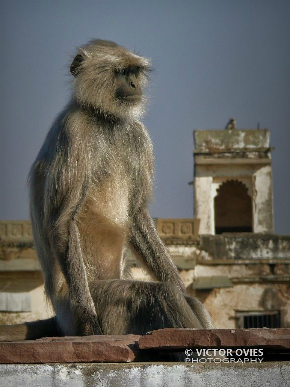 Udaipur - Monkeys  from the Udai Nawas Hotel roof